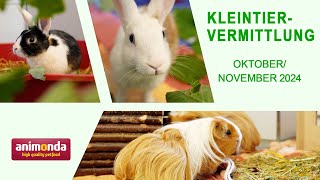 Kleintiervermittlung  OktoberNovember 2024 Tierheim Hannover TV [upl. by Cherie886]