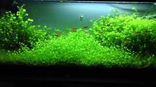 How to grow glossostigma carpet [upl. by Airbas]