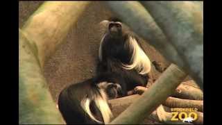 New Colobus Monkeys at Brookfield Zoo [upl. by Harlin685]