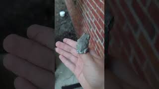 Holding a Gray Tree Frog [upl. by Ellenrahs]