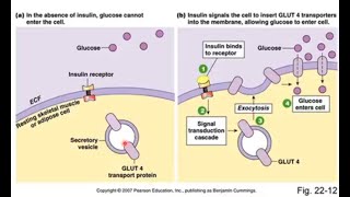 Anaerobic Glycolysis [upl. by Nhguaval504]