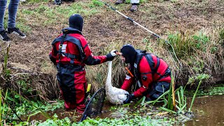 Brandweer 40 minuten bezig met gewonde zwaan [upl. by Lehar]