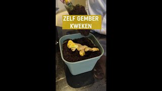 Zelf gember kweken zo doe je dat  Pokon [upl. by Ecirrehs785]