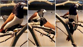 Blackheaded Munia  in Bird Show Aviary Lonchura malacca aviary finches birds [upl. by Dosi]