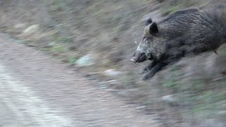 FINDIK BAHÇESİNDE DOMUZU AVI  BOAR HUNTING IN HAZELNUT GARDEN [upl. by Idissac524]