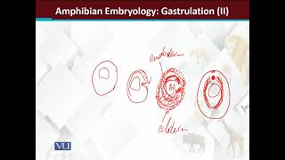 Amphibian embryology GastrulationII  Principles of Animal LifeI  ZOO514TTopic172 [upl. by Mchail660]