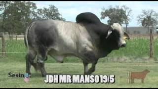 JDH Mr Manso 195 [upl. by Siurad]