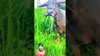 comedy cow farmer fun amazing bambooart bamboo funny diy [upl. by Lalise]