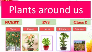 Plants around us EVS Class 2 Types of plants Parts of plants Uses of plants grade 2 Worksheets [upl. by Ahtrim]