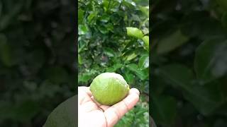 kaffir lime 🌳🍑🌿kaffirlime fruit plants shorts shortsfeed shortvideo maymtn fyp [upl. by Eeryk512]