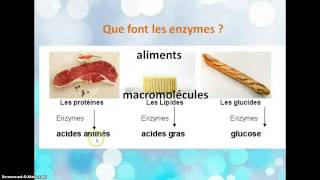 La transformation des aliments en nutriments [upl. by Atarman]