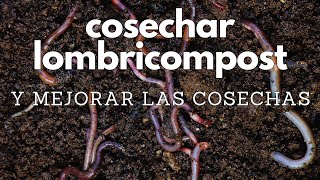 Cómo cosechar lombricompost humus de lombriz 🪱 [upl. by Secunda]