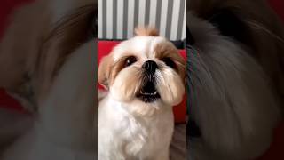 shihtzu Dog Barking ShihTzu barking dogs shihtzupuppies [upl. by Hollie]