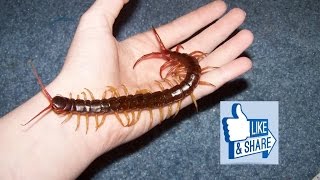 La scolopendra millepiedi velenoso centopiedi clicca sul banner per sostenere il canale Grazie [upl. by Anikehs]