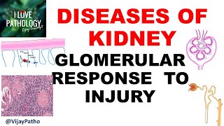 RENAL PATHOLOGY Part 2  Glomerular response to injury [upl. by Nemzzaj]