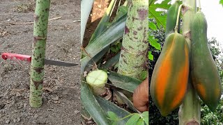 ¿Tu planta de papaya no pega el fruto es por una sola causa [upl. by Waki253]