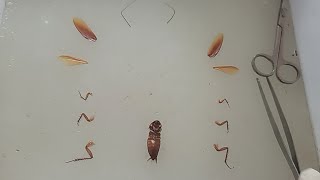 Morphology Of Periplaneta americana  Cockroach [upl. by Peper67]