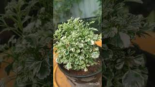 Variegated Aralia Plant Care and maintenance [upl. by Nimocks]