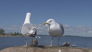 HARMAALOKKI  larus argentatus [upl. by Ogait]