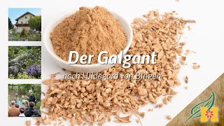 Der Galgant bei Hildegard von Bingen [upl. by Catton]