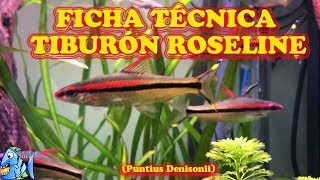 Ficha Técnica Tiburón Roseline Puntius denisonii [upl. by Yreme407]