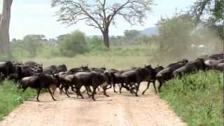 Wildebeest stampede in the Serengeti [upl. by Backler]