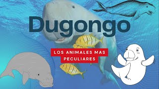 El Dugongo Tesoro Marino en Peligro [upl. by Sacttler]