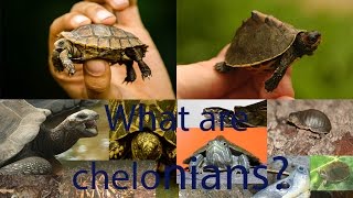 What are chelonians [upl. by Norred24]