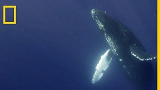 Le chant de la baleine à bosse [upl. by Levram685]