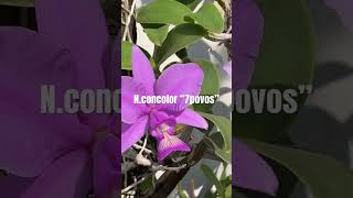 Nobilior concolor “7 povos” flores orquidario plantas flowers natureza nature [upl. by Uyerta]