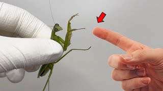 The Shocking Secrets of the Praying Mantis Praying Mantises Are Similar to Cockroaches [upl. by Gilford209]