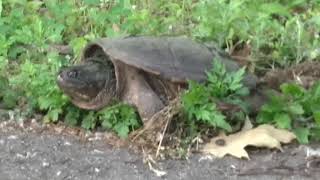 Common Snapping Turtles along the KRVT  June 10th 2017 [upl. by Endora107]