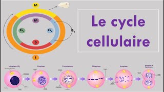 Le Cycle Cellulaire [upl. by Wolfort]