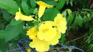 Beautiful Yellow Tecoma plant [upl. by Jarus502]