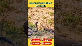 Monitor lizard attack on snake animals wildanimal shortsviral [upl. by Nomael]