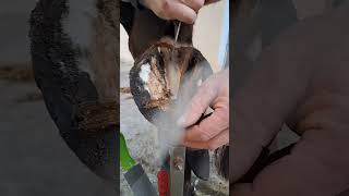 Horse Foot Cleaning  shorts [upl. by Enelcaj]