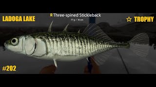 Russian Fishing 4 Ladoga lake trophy 3 spined Stickleback T202 [upl. by Neliak]