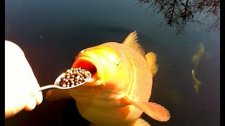 Coole Videos 365 🐠🐟 Fütterung Der Fische  Feeding the Fish  ✪ Stern DuTube [upl. by Abbot]