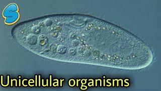 Amoeba  Paramecium  Euglena  Yeast  more በአማርኛ Grade 8 biology Unit 2 Part 1 [upl. by Poler]