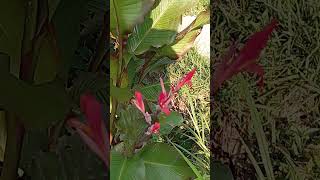 Midro fishing nature asri flowers bunga garden kebunasri plants farming [upl. by Bencion]