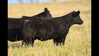 Reimann Pasture Sale 2024  Tag 104 [upl. by Stuckey]