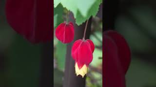 残暑続く・・・ ①  1 ウキツリボク！ Trailing abutilon [upl. by Aniar]