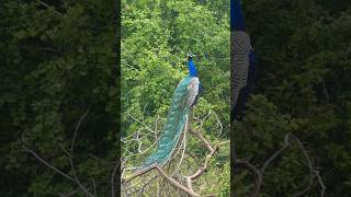 Peacock Sounds  Peacock sitting on branch [upl. by Freeland]