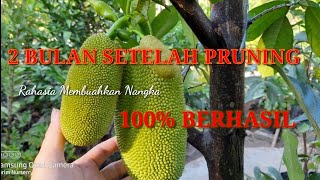 RAHASIA MEMBUAHKAN POHON NANGKA 100 BERHASIL [upl. by Annair]