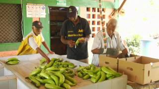 Antioquia de Colores  Producción de plátano y banano en Urabá  Programa 19 [upl. by Farhsa]