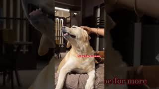 Jimmy the Labrador dog pets shorts dog animal labradoor dogs cute [upl. by Calore]