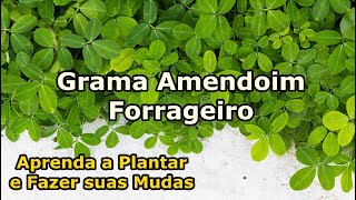 GRAMA AMENDOIM FORRAGEIRO Como plantar e Fazer Mudas  Tudo que precisa para GERMINAR suas SEMENTES [upl. by Dow]