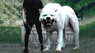 20 Most Dangerous Dog Breeds In The World 2023 [upl. by Mccreery]