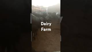 Dairy Farm farming cattlefarming livestockfarming animals dairyfarm cow dairyfarmers [upl. by Alag781]