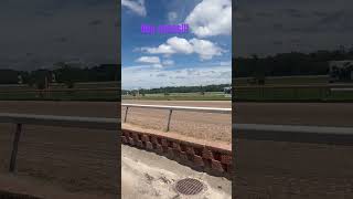 Dog races dogs cute aww race fast adorable slay good funny [upl. by Demetrius]